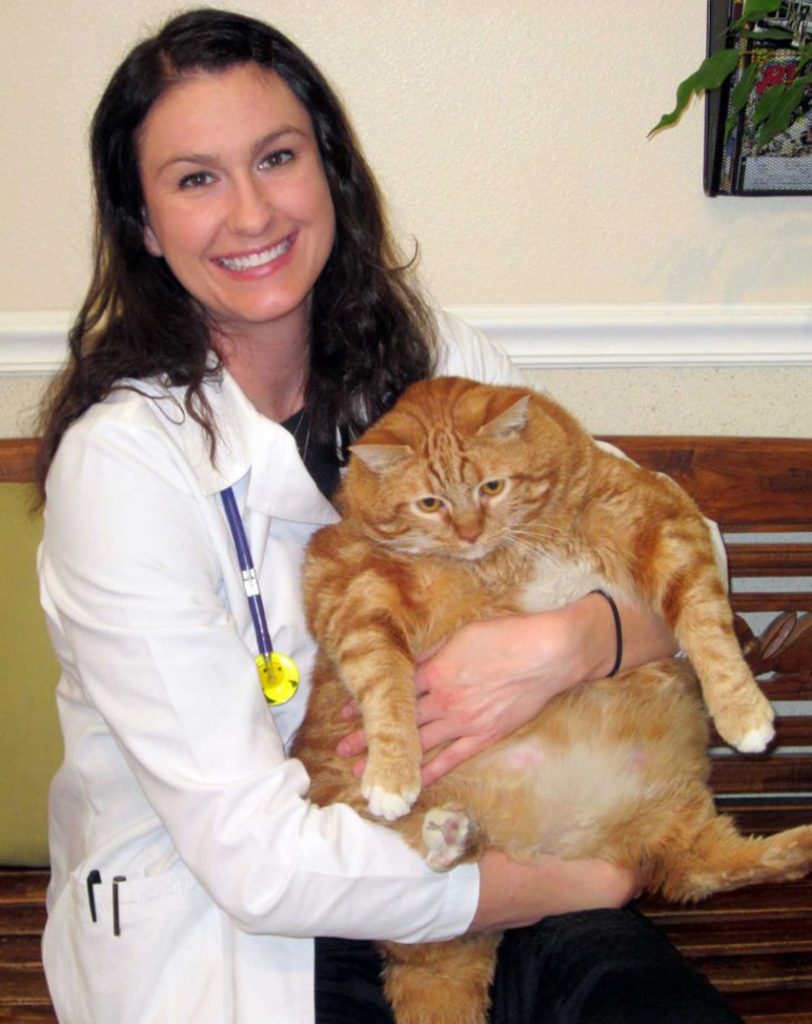 Former 41 Pound Cat Slims Down To 19 Pounds Minden Press Herald