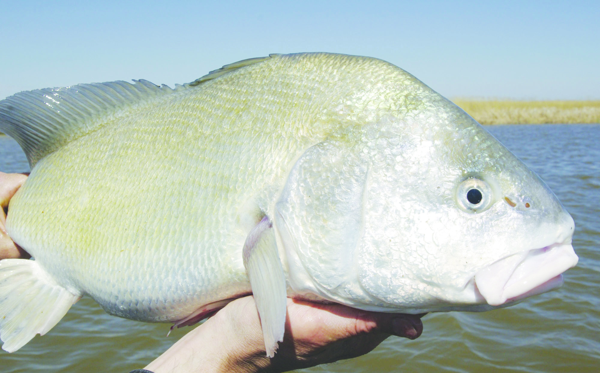 Good angling can be gutted when facing 'G' fish - Minden Press-Herald