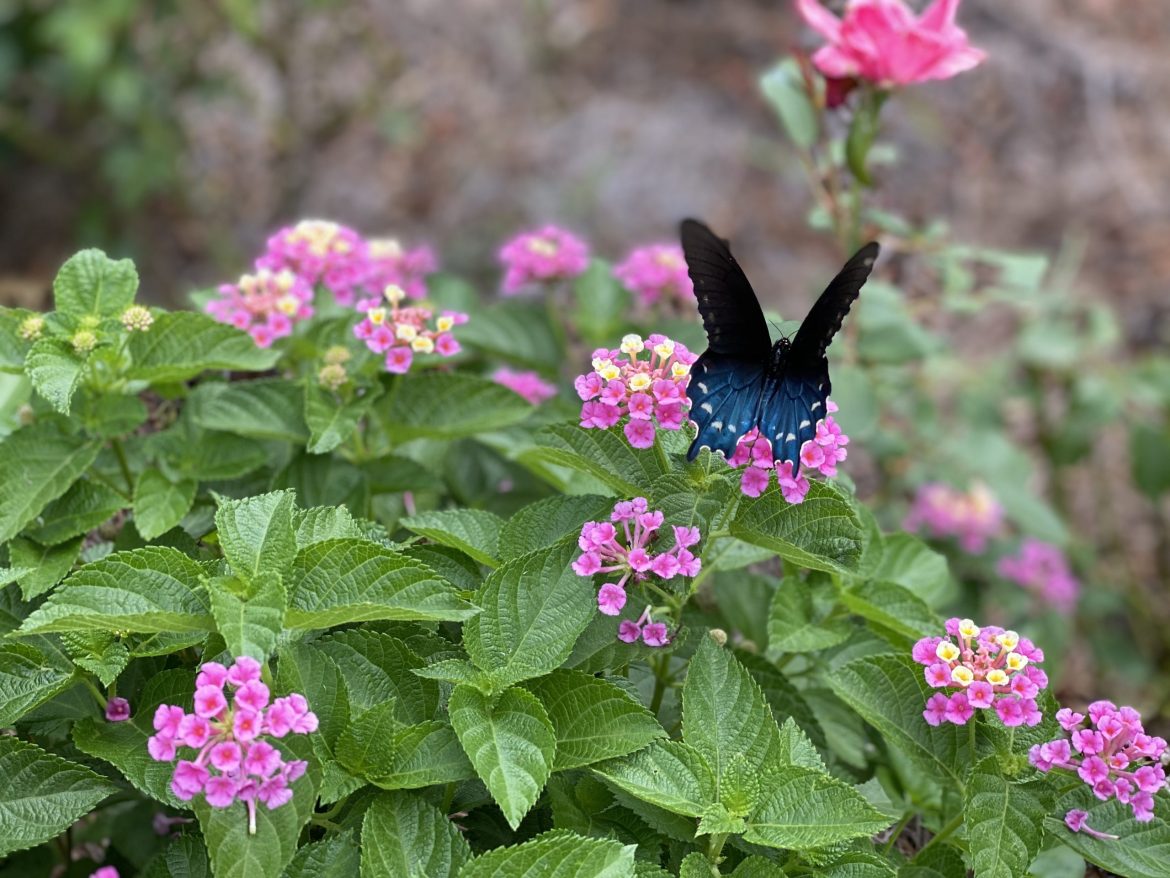 Pollinators