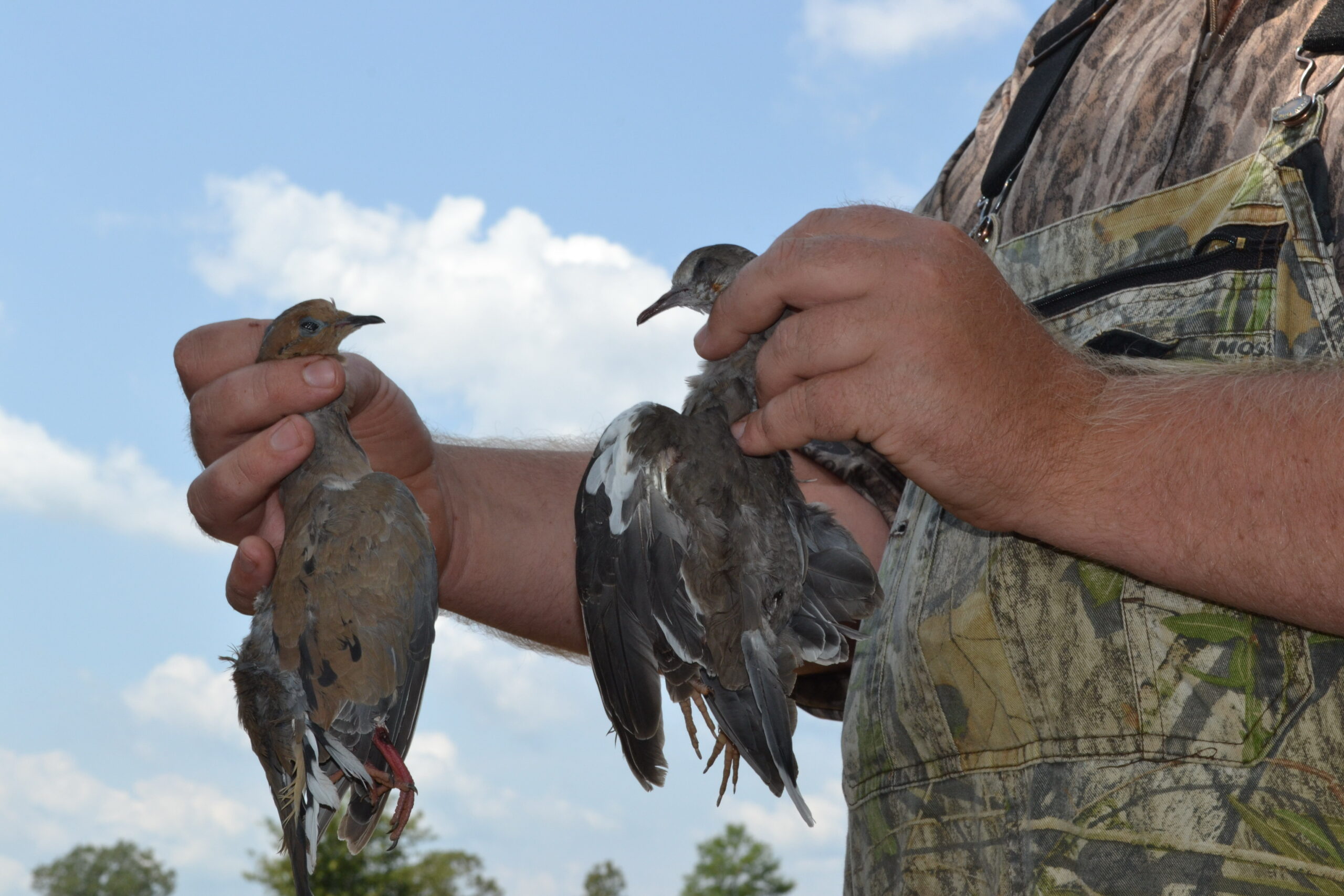 Glynn Harris: Louisiana kicks off hunting seasons 2025-26