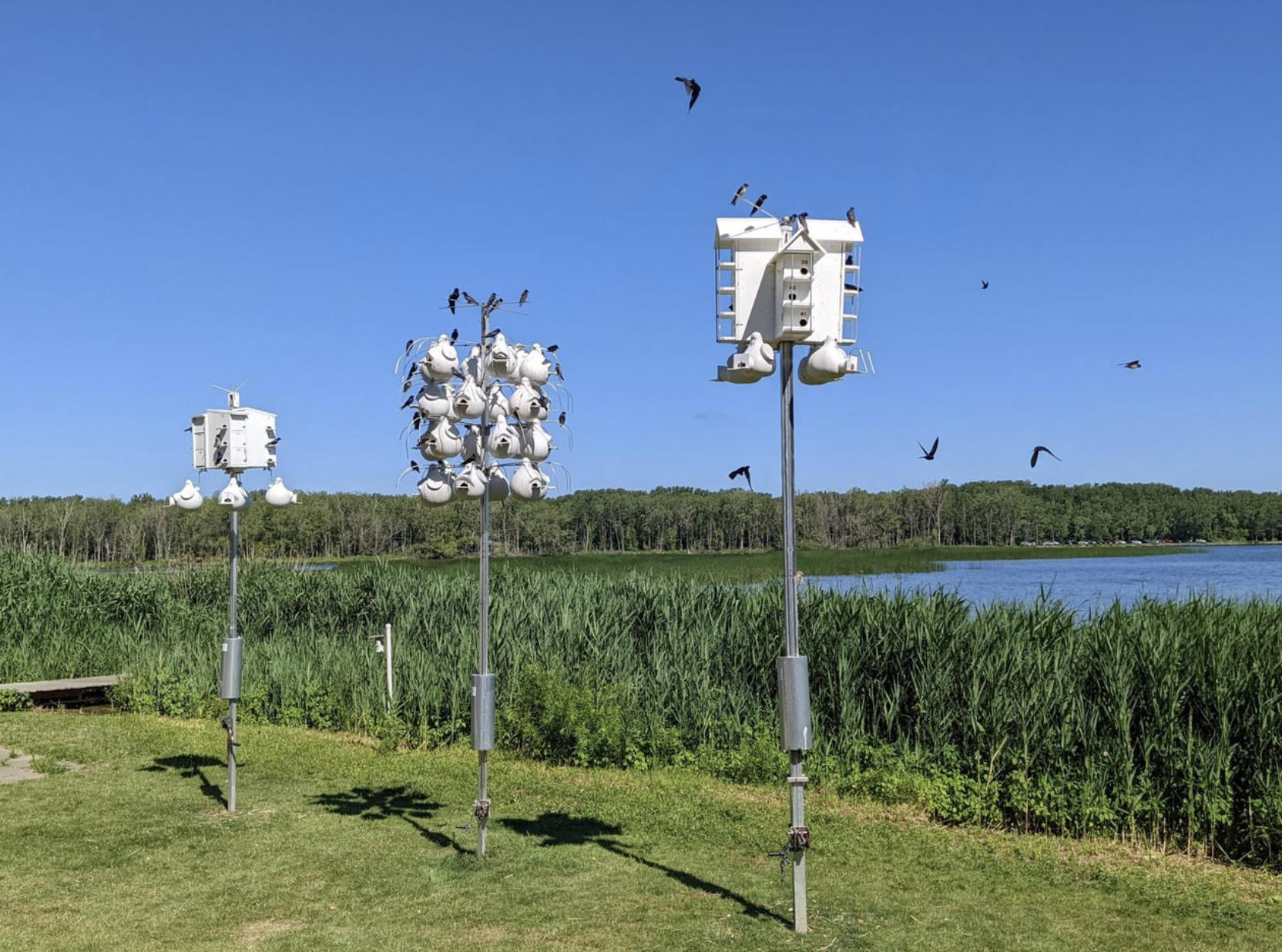 Early Bird: America’s beloved Purple Martins return to Louisiana