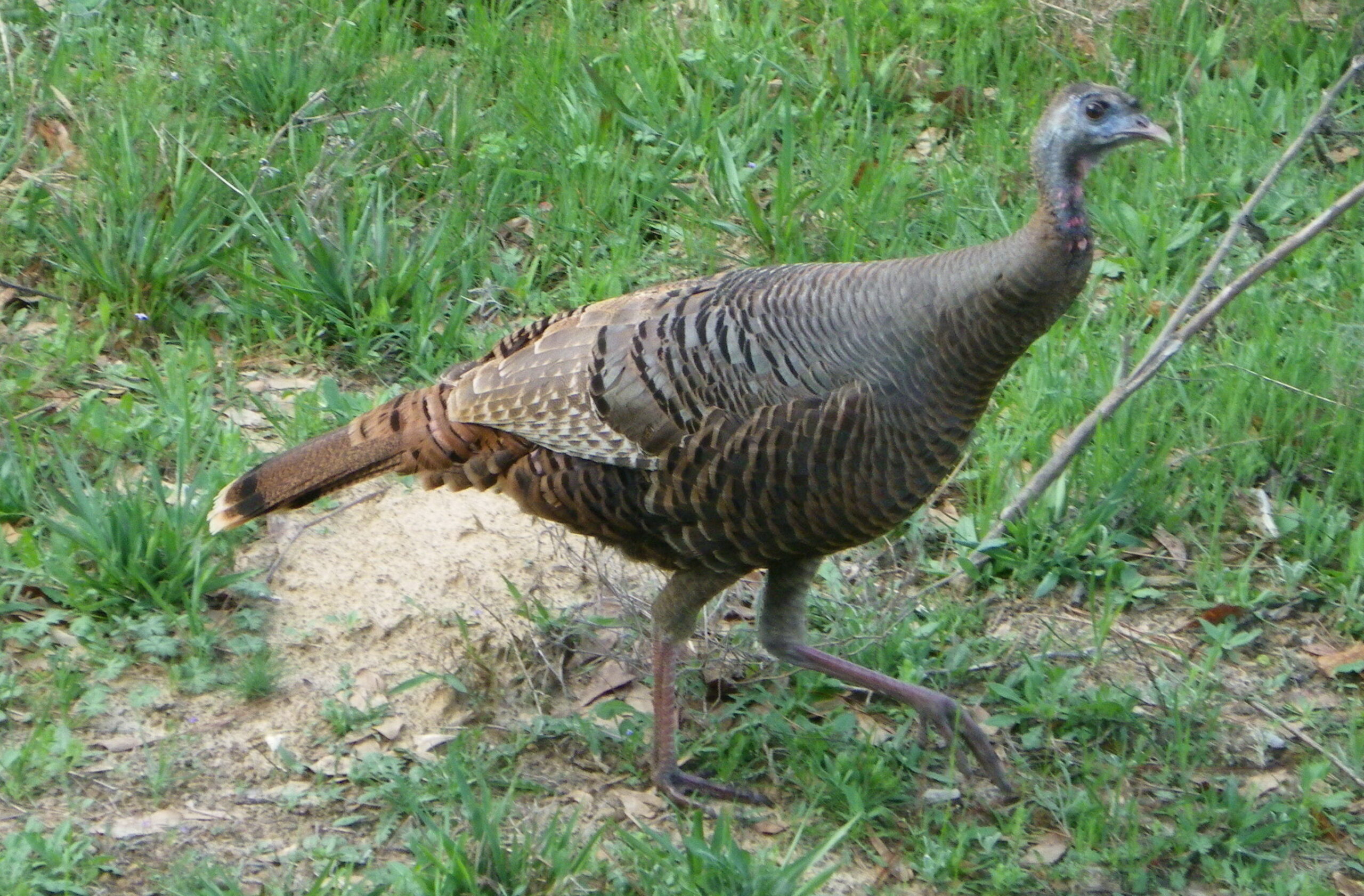 Glynn Harris: Using decoys for turkey hunting can help, or hurt