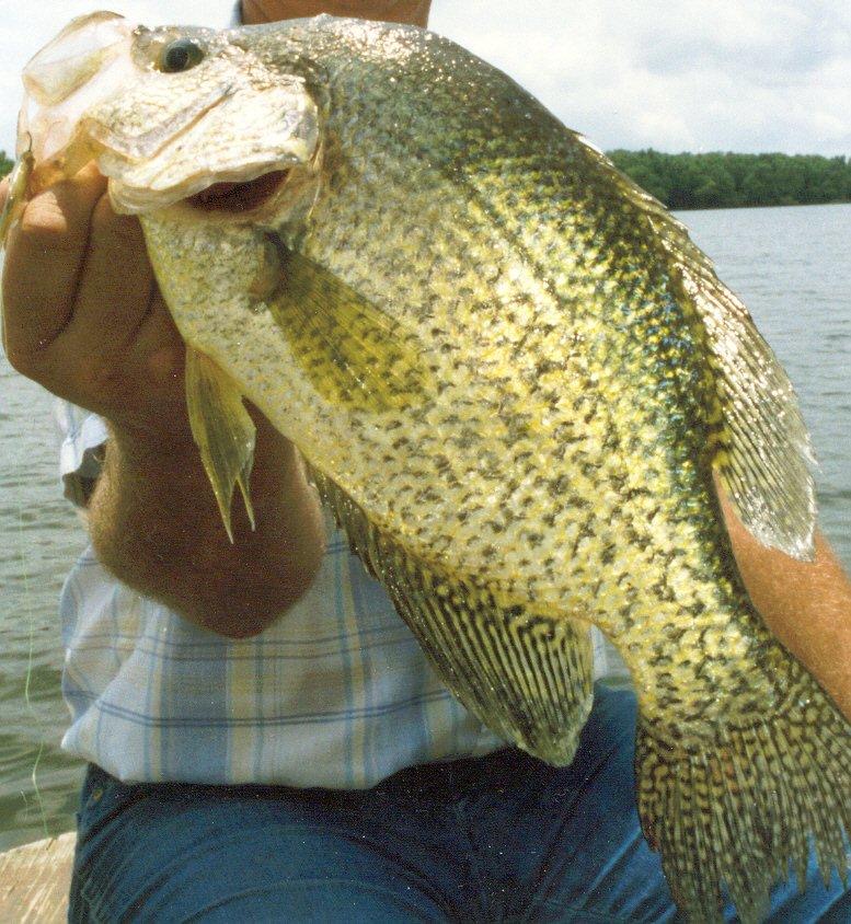 Glynn Harris: Go deep for post spawn crappie